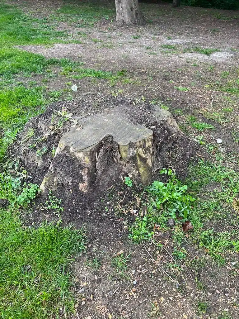 The Worst Trees That Cause Subsidence The Worst Trees That Cause Subsidence