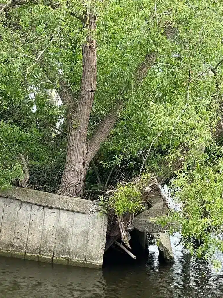 The Worst Trees That Cause Subsidence The Worst Trees That Cause Subsidence